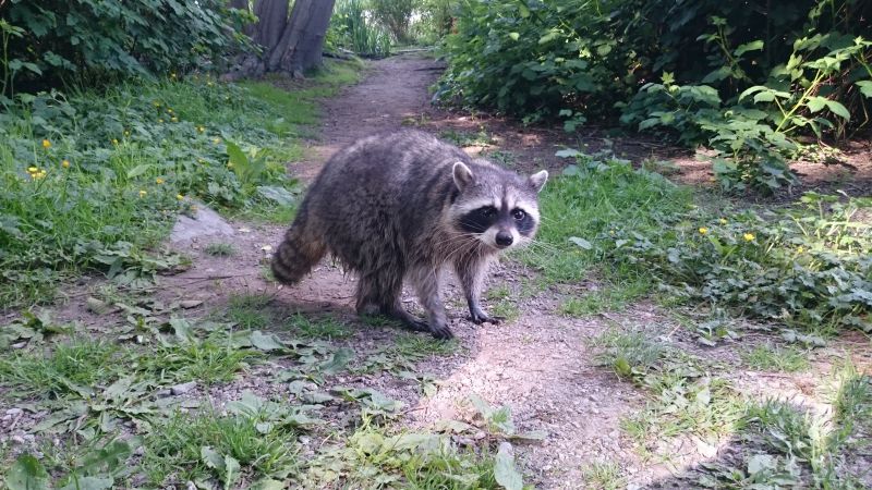 Ein zutraulicher Waschbär 